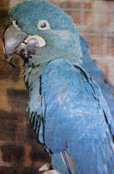 Ara glaucus